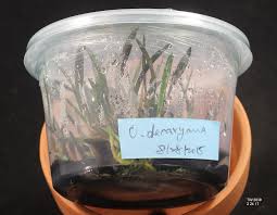 Image result for Oeceoclades decaryana