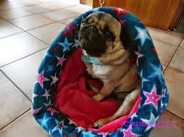 Kuschelsack Fur Hunde Nahen Anleitung Fur Einen Kuschelsack Kuschelsack Hund Hunde Hunde Mantel