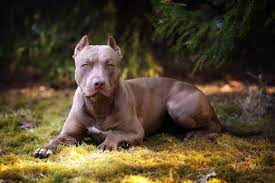 Saw a post that had to be a joke about le nanny dog. American Pit Bull Terrier 2020 Charakter Wesen Hunde Fan De