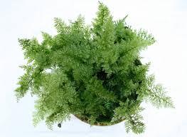 Image result for Hymenophyllum triangulare