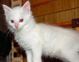 32 Gorgeous Albino Animals Rare Albino Animals Albino Cat Albino Animals