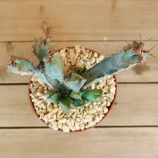 Image result for Euphorbia cooperi