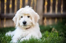 Features to consider when buying a dog food for goldendoodle puppies. 153 Of The Cutest Food Names For Dogs Daily Paws