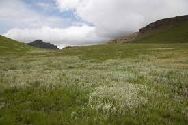 Image result for Bulbostylis oritrephes