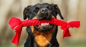 Next buy one more dynamite and go back across the first bridge. Best Dog Toys For Rottweilers Ratings Reviews Top Picks