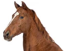Medical, dental, vision and life insurance. Horse Insurance Plans Horse Medical Health Insurance