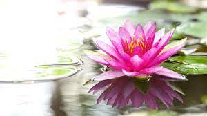 We did not find results for: State Flowers Of India India Com
