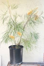 Image result for Gunillaea