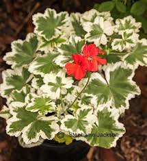 Image result for Pelargonium domesticum round-leaved bushy