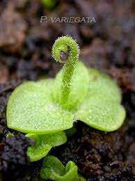 Pin On Exotic Plants