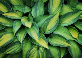 7 Tips For Growing Hostas In Your Garden - Craft Klatch