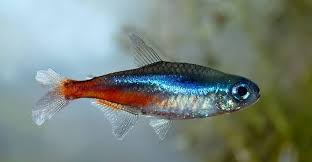 Struggling With Fin Rot Here S How To Cure It Fast Fishkeeping Advice