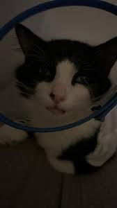 Kitty discomfort after vet injection at night