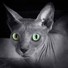 Pin By On Mᴇᴏᴡ Pᴇᴛ In 2020 Sphynx Cat Sphynx Cats