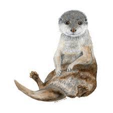 Sea Otter Baby Portrait Baby Sea Otters Nursery Animal Prints Animals