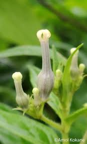 Image result for Ceropegia mirabilis