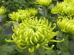 Anastasia Green Disbuds Mums Chrysanthemum Flowers By Category Sierra Flower Finder Green Flowers Chrysanthemum Chrysanthemum Flower