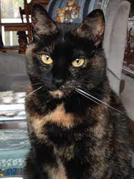 Tortitude The Unique Personality Of Tortoiseshell Cats Fact Or Fiction The Conscious Cat
