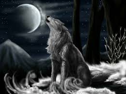 Pin By If D On Wolf Wolf Wallpaper Wolf Pictures Whats Your Spirit Animal