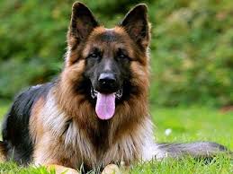 Both parents are over 120 lbs, raw feed for parents and puppies, puppies are utd on shots , health certified , great temperaments , socialized with young kids , newspaper trained. German Shepherd Puppies For Sale In Trichy