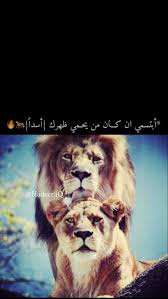 Pin By ام ضحكة On Lion اسد Warrior Quotes Cute Cartoon Wallpapers Arabic Funny