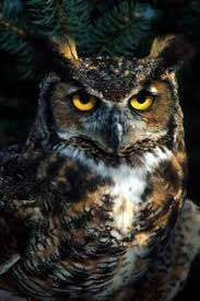 Percy Weasley Names His Owl Hermes A Fitting Name For Someone Who Carries Messages Screech Owl Hogwarts Owl