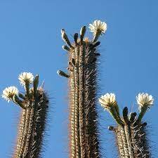 Cactus En Farellones Chile Cacti And Succulents Plants Cactus Plants