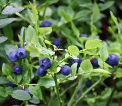 As long as your windowsill sees some direct sunlight, you can also get into the business of growing greens. Bilberry Wikipedia
