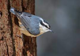 What kind of song does a red breasted nuthatch make? Red Breasted Nuthatch Wikipedia