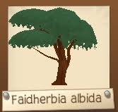Image result for Faidherbia albida