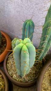 These plants are easy to grow and doesn't need much care. San Pedro Identification The Ethnobotanical Garden Shroomery Message Board