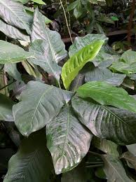 Dieffenbachia Macrophylla