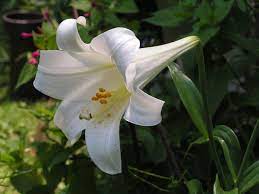 Oct 14, 2019 · 26 different types of ornamental grass with pictures and basic care information whether you have a large yard, a small patch of land to call a garden, or just a balcony to hang some container plants, you can find more than one ornamental grass variety to suit your needs. The Different Types Of Lilies Garden Lovers Club