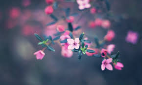 Ognature Com Small Bloom Petals Flowers Nature Flower Pink Twig Leaves Leaf Macro Wallpaper Cute Flower Wallpapers Flower Wallpaper Flower Background Iphone