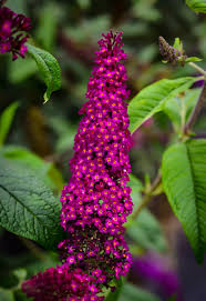 Butterfly bushes are well known for their attractiveness to butterflies and other beneficial insects fantastically hardy sun lovers, buddleia (butterfly bush) seem impervious to heat, humidity, and. Cranrazz Butterfly Bushes For Sale Online The Tree Center