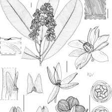 Image result for Rhabdophyllum welwitschii