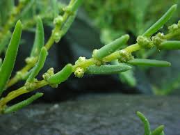 Image result for Suaeda