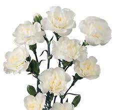 We did not find results for: Carnation Carnation Flower Pink Carnation Flowers Near Me