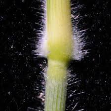 Image result for Urochloa nigropedata