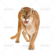 Puma 17 Years Puma Concolor Mountain Lion Animals Cats