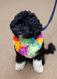 Im weißen haus inspizierte der portugiesische wasserhund mit den weißen pfoten jüngst die festliche deko. File First Dog Bo Obama Jpg Wikimedia Commons