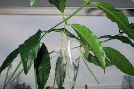3 tips for growing hoya fitchii. Hoya Papaschonii Seeds Vermont Hoyas