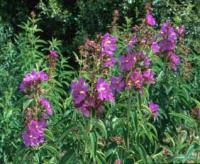 Image result for Dissotis alata