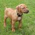 PuppyFind | Rhodesian Ridgeback Puppies for Sale
