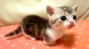 Résultats de recherche d'images pour « chat mignon blanc »