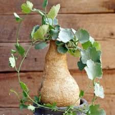 Image result for Kedrostis nana