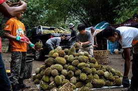 It is extraordinary in several aspects caimito/star apple tree purple variety grafted in a 3 gallon container. Decades Ago He Stole A Tree Branch Now He Is The Durian King Los Angeles Times