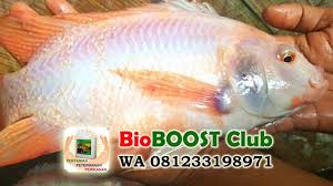 Berikut ini beberapa racikan jitu umpan ikan nila liar dan kolam serta cara membuatnya. Cepat Besaar Ikan Nila Gift Putih Dengan Pemberian Bioboost Youtube