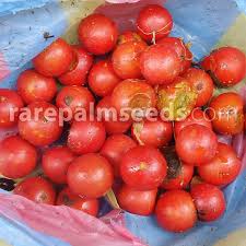 Image result for Cayaponia africana