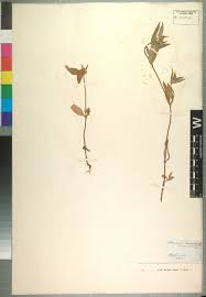 Image result for Spermacoce sphaerostigma